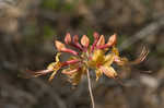 Orange azalea